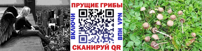 Псилоцибиновые грибы мицелий  mega онион  Малгобек  где купить наркоту 